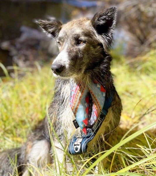 Ze doorkruist Chili met een rugzak en ontmoet een zwerfhond, hun lot zal veranderen