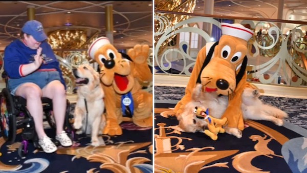 Ces 2 chiens rencontrent leurs héros au parc Disney, leur réaction totalement inattendue