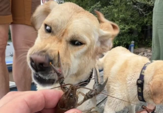 Mabel de Labrador maakt grimassen