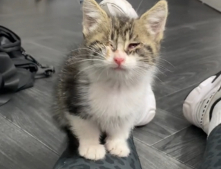 Illustratie van het artikel: Een lijdende kitten nadert een huis en trekt de aandacht van de huiseigenares die in moedermodus gaat (video)