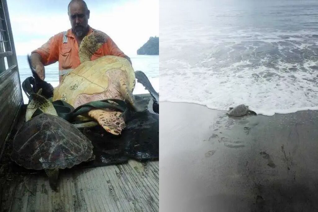 Hij koopt schildpadden op de voedselmarkt om ze terug te zetten in de zee, een echte held voor mishandelde dieren