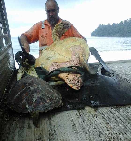 Il achète des tortues sur le marché alimentaire pour les remettre en mer, un héros