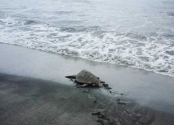 Il achète des tortues sur le marché alimentaire pour les remettre en mer, un héros