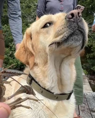 De reactie van Mabel de Labrador op een kreeft