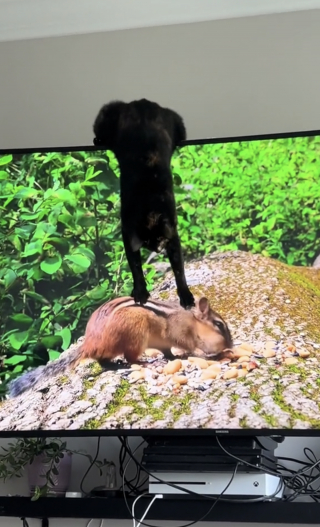 Een kat heeft de beste manier gevonden om thuis te amuseren door het jagen op virtuele dieren op de televisie (video)