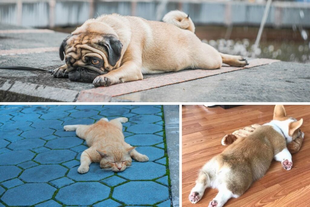 Splooting : waarom houden dieren van dit rare maar schattige gedrag (1)