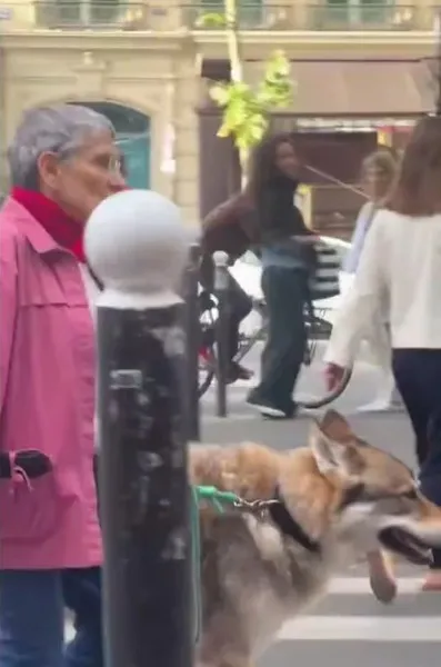 Ze loopt met haar hond en laat iedereen sprakeloos, de grootte van het dier is indrukwekkend