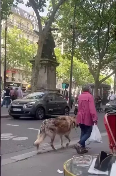 Ze loopt met haar hond en laat iedereen sprakeloos, de grootte van het dier is indrukwekkend