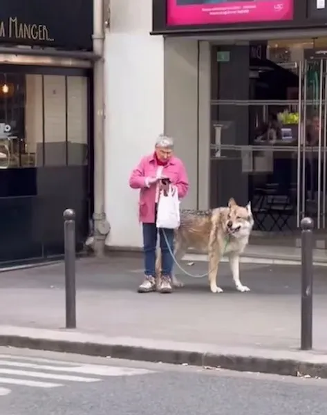 Ze loopt met haar hond en laat iedereen sprakeloos, de grootte van het dier is indrukwekkend